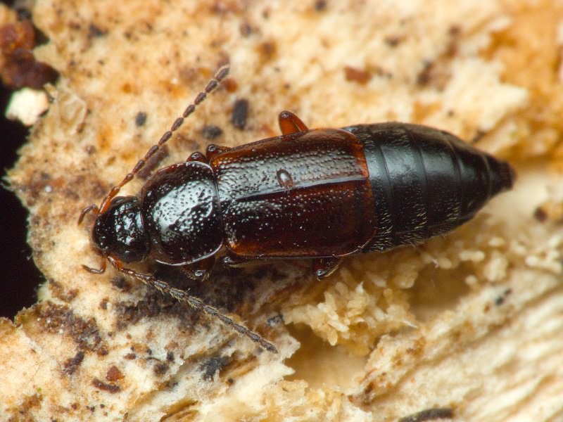 Arpedium quadrum (Gravenhorst, 1806)